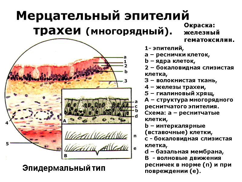 Мерцательный эпителий трахеи (многорядный). 1- эпителий,  а – реснички клеток,  b –